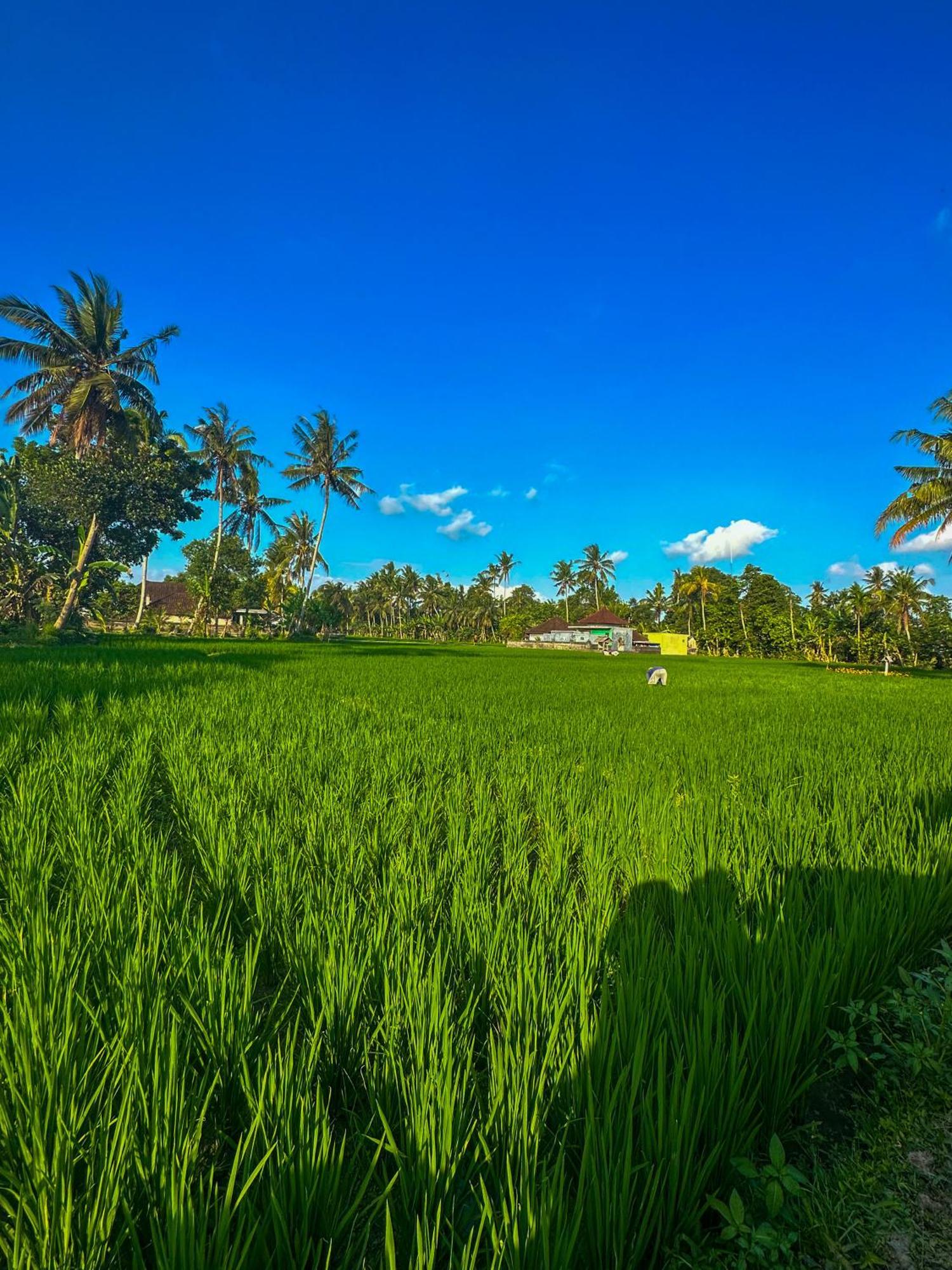 Nunu Bali Eco Friendly Retreat Hotel Canggu  Ngoại thất bức ảnh